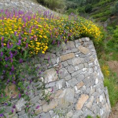 flore-mur